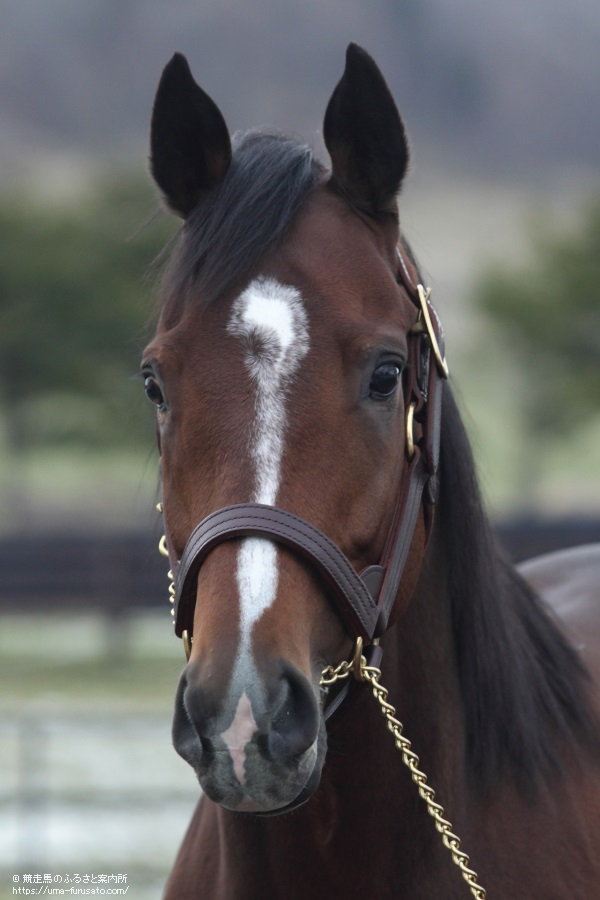 ディーマジェスティの初産駒が誕生 馬産地ニュース 競走馬のふるさと案内所