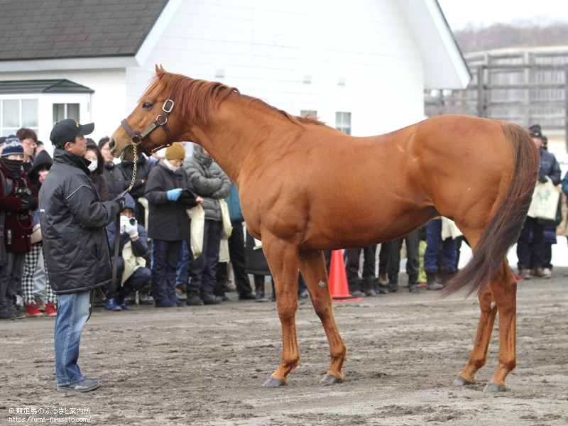 新冠町の優駿スタリオンステーションで種牡馬展示会が行われる | 馬