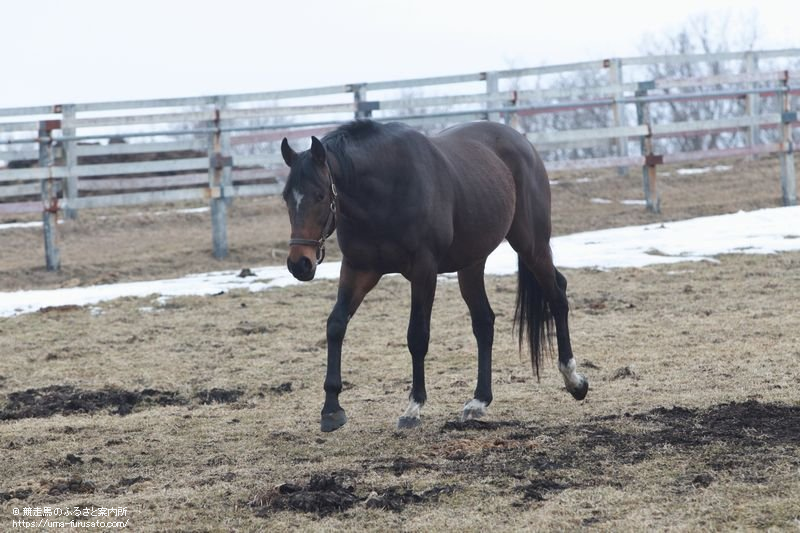 ゴールデンマンデラが白馬牧場に新入厩 馬産地ニュース 競走馬のふるさと案内所