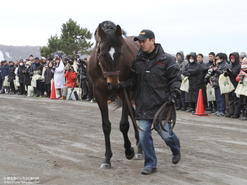 新冠町の優駿スタリオンステーションで種牡馬展示会が行われる | 馬