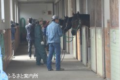 馬房で積み込みを待つ被災馬たち