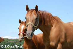 タイムビヨンドの母ブルーダイナ(右)と今年生まれた当歳馬(左)