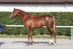 牡の最高価格馬♯64 キタサンバースデーの10