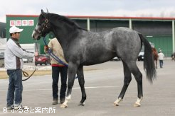 2009年京成杯オータムH(G3)勝ち馬ザレマの長男(父チチカステナンゴ)