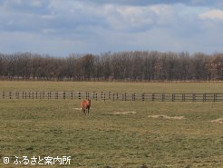 広大な放牧地には約100頭の繁殖牝馬が放たれている