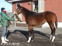 メイショウマシュウの半妹(牝1歳、父プリサイスエンド)