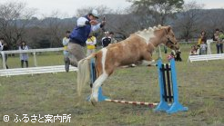 プリンちゃんの華麗な飛越