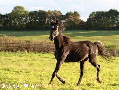 どの馬も環境にも慣れて、元気に過ごしています