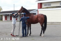 交配料など詳細は後日発表される