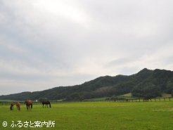 放牧地の様子