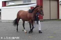 母系は重賞勝ち馬多数のファミリー