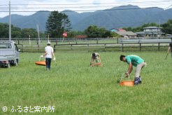 放牧地の馬糞掃除。環境を整える地味な作業も牧場の大事な仕事のひとつ