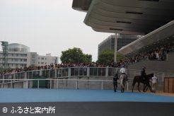 多くの視線を集めながら、パドックへ向かうゴールドシップ