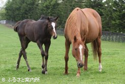 シネマスコープと当歳牝（父マンハッタンカフェ）トランセンドの半妹