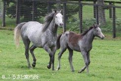 ローブデコルテと当歳牝（父アグネスタキオン）