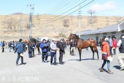 JRA日高育成牧場で開かれた平成31年度育成馬展示会