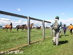 繁殖牝馬を見ながらのウォーキング