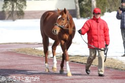 種牡馬としてもオールラウンダーな活躍を見せるアグネスデジタル