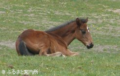 ユウサンポリッシュ2008～3