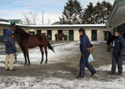 比較展示は行われず、展示は馬房前で行われた