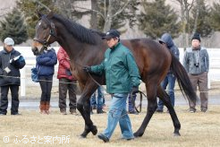 芝G１勝ちの新種牡馬コパノリチャード