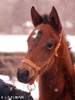 生まれたばかりの本馬の全妹・当歳(父ディープインパクト)　写真提供：岡田スタッド