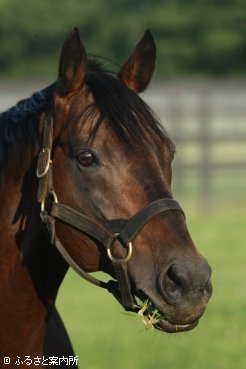 日本軽種馬協会静内種馬場で種牡馬生活を送るヨハネスブルグ