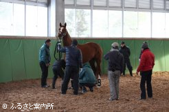 日本軽種馬協会静内種馬場に到着したサマーバード