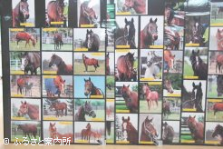 今年は41頭の取材写真を用意しました