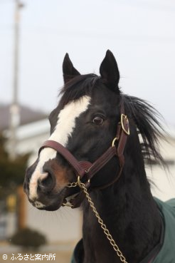 イーストスタッドで種牡馬生活を続けるゴールドヘイロー