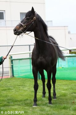 アロンダイトは久しぶりの競馬場に嬉しそう