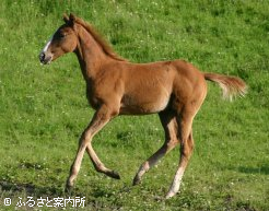 ユウサンポリッシュ2009～2