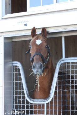 住み慣れた馬房から顔をのぞかせてリラックス