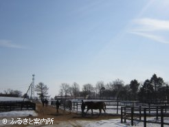 牧場では十数頭の当歳馬が誕生している