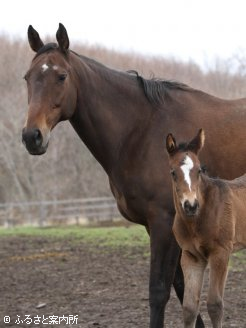 今年は父マンハッタンカフェの牝馬を生んだ