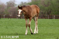 姉と同じ2月24日生まれの当歳