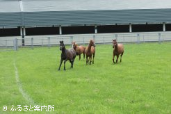 3～4頭にグループで放牧された