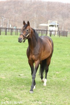 ディープインパクト 馬 牧場 施設検索 競走馬のふるさと案内所