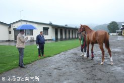 馬体をチェックする東京都馬主会関係者