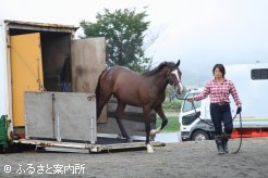 北海道市場馬積み降ろし場に到着した奨励馬