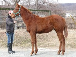 1歳の半弟(牡、父ヘニーヒューズ)