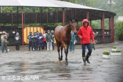 悪天候の中開催された平取町の1歳馬品評会