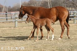 半兄アリゼオは3歳時に古馬を撃破して毎日王冠(G2)に優勝