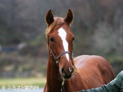 当歳時のクラレント