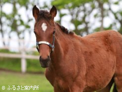 ドリームバレンチノの半妹(当歳・父コンデュイット)