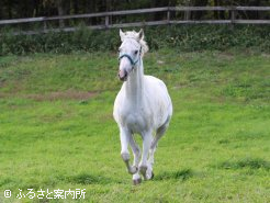 広い放牧地で全力疾走しています