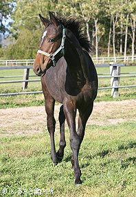 テンシノキセキ2008～2