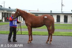 高額3位「クインリーグレイスの13」