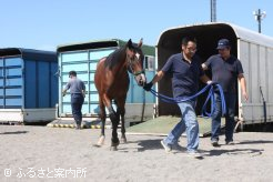 馬運車を降りて馬体検査に向かう奨励馬