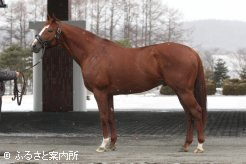 日本初のガリレオ後継種牡馬となる